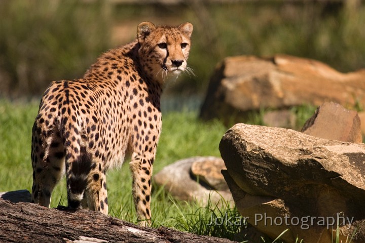 20060409_Western Plains Zoo_059.jpg - Cheetah, Western Plains Zoo, Dubbo NSW